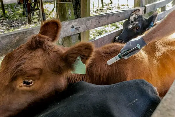 Aftosa: el Senasa oficializó la agenda para los dos ciclos de vacunación