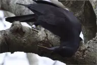 No te metas con ellos: un estudio poco ético reveló que estos animales son más rencorosos que los humanos