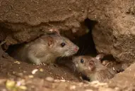 Aumentan las muertes por hantavirus: las medidas obligatorias de prevención en el hogar