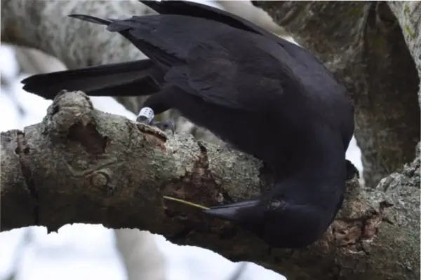 No te metas con ellos: un estudio poco ético reveló que estos animales son más rencorosos que los humanos