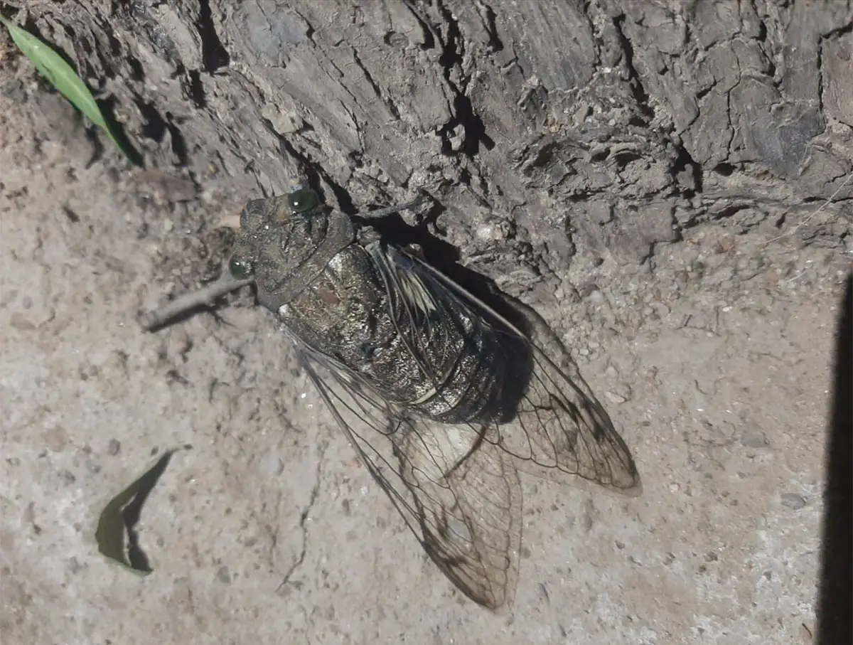 El calor llega cantando: ¿qué nos anuncian los coyuyos sobre el verano y el ambiente?
