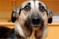 Antes de Año Nuevo: las señales de estrés en tu mascota que no debés ignorar