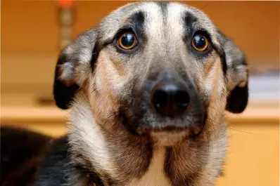 Antes de Año Nuevo: las señales de estrés en tu mascota que no debés ignorar