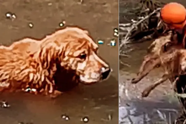 Bomberos de Yerba Buena salvaron a un perro atrapado en un canal y conmovieron a las redes