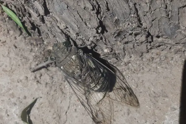 El calor llega cantando: ¿qué nos anuncian los coyuyos sobre el verano y el ambiente?