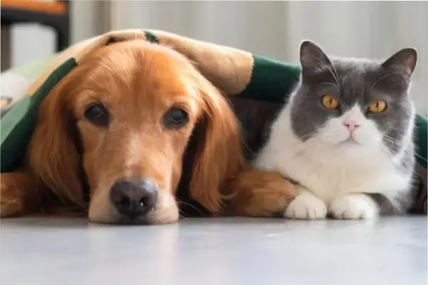 CBD en perros: la ciencia aún no avala su uso y los expertos piden precaución