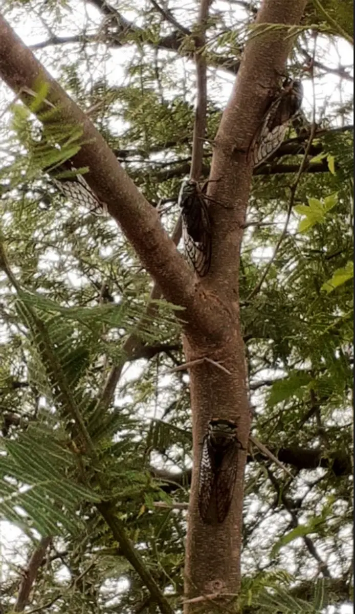 El calor llega cantando: ¿qué nos anuncian los coyuyos sobre el verano y el ambiente?