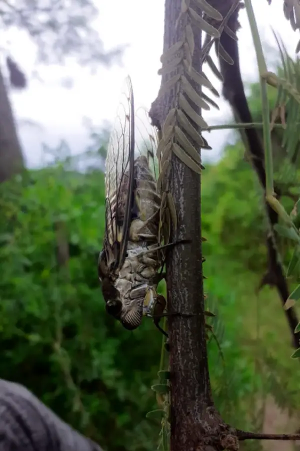 El calor llega cantando: ¿qué nos anuncian los coyuyos sobre el verano y el ambiente?