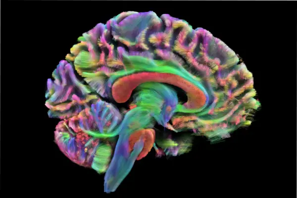 El cerebro se reinicia en cuatro edades clave: el sorprendente descubrimiento de la ciencia