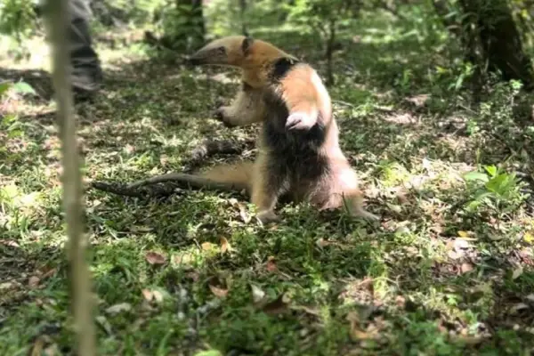 Insólita visita en Leales: un oso melero irrumpió en una casa y causó sorpresa