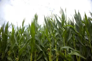 Alerta en Tucumán por el crecimiento de la población de la chicharrita del maíz