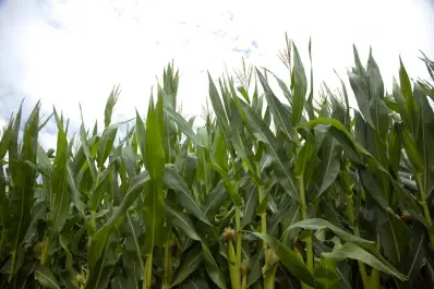 Alerta en Tucumán por el crecimiento de la población de la chicharrita del maíz