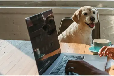 Convivir con un perro puede mejorar la vida universitaria, según la ciencia