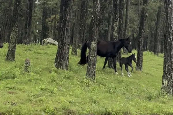 La escena más tierna en Tafí del Valle: una yegua ayudó a su cría a bajar un barranco