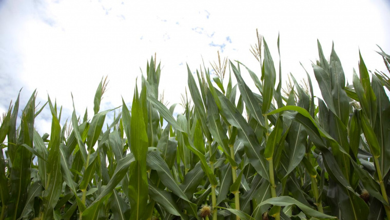 Alerta en Tucumán por el crecimiento de la población de la chicharrita del maíz
