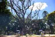 A días de cumplir nueve años, la Ley de Arbolado sigue sin reglamentarse