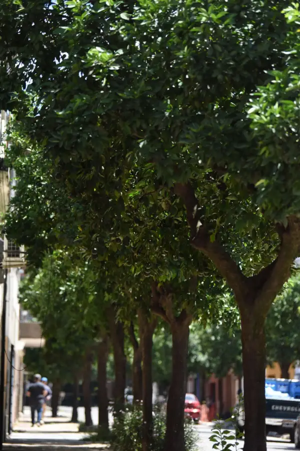 LOS NARANJOS. Pasaje Grimau y Gálvez, entre Roca y Rondeau. la gaceta / fotos de analía jaramillo
