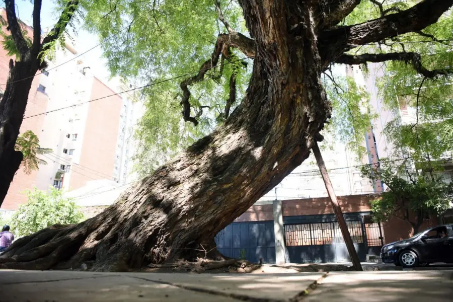 MUY INCLINADA. Preocupa una tipa en calle Balcarce, casi Marcos Paz.