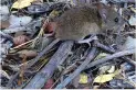 Qué precauciones tomar ante los nuevos casos de hantavirus: se suma una muerte en Buenos Aires