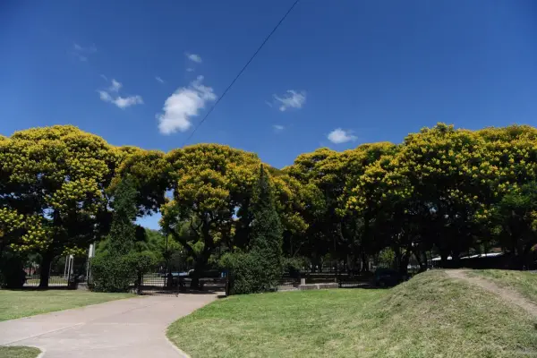 Ibirá pitá: el árbol que ilumina el verano tucumano