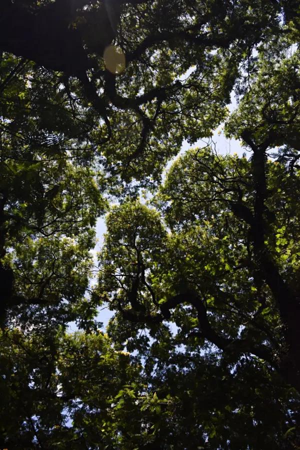 COPA. La luz del sol se filtra entre sus hojas y produce sombra y frescura.