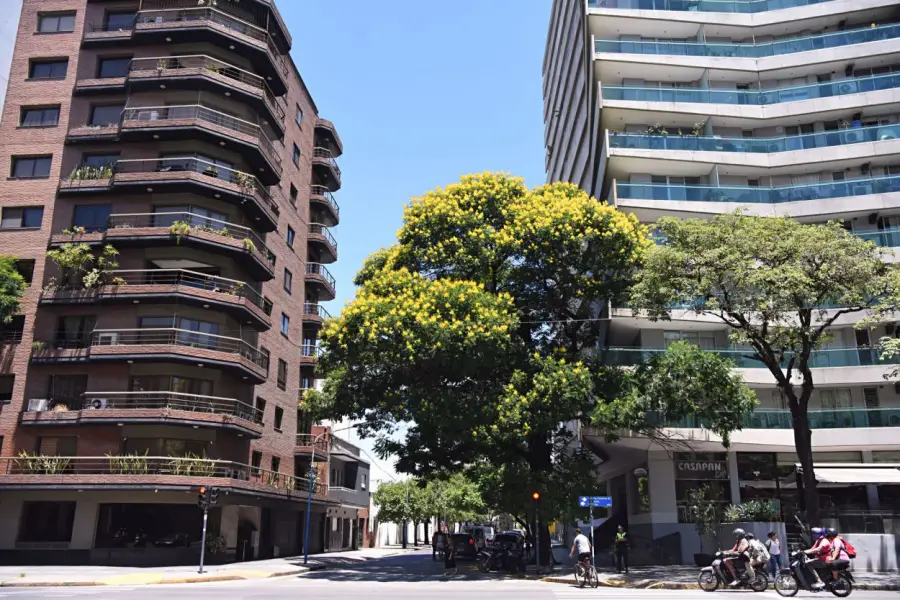 BARRIO NORTE. En Salta y Marcos Paz el árbol estuvo a punto de ser cortado, pero hoy es un “vecino” más. la gaceta / fotos de analía jaramillo