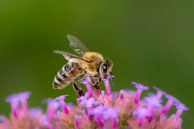 ¿Qué significa que una abeja ronde tu casa y cuáles son sus beneficios?