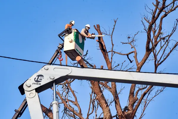Tormentas y árboles caídos: cómo detectar riesgos y cuándo conviene podar