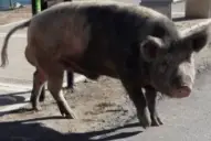 Misterio en Nordelta: qué pasó con los chanchos salvajes que aparecieron después de los carpinchos