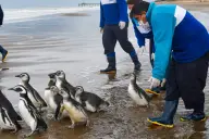 Hay un voluntariado para rescatar pingüinos en la costa bonaerense y ya abrió la inscripción