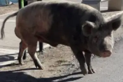 Misterio en Nordelta: qué pasó con los chanchos salvajes que aparecieron después de los carpinchos