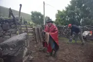 El ritual del ordeñe ancestral que da vida a un queso artesanal único en Tafí del Valle