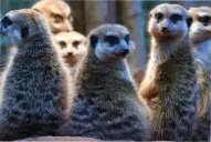 ¿Qué tan monógamos somos los seres humanos?: un estudio reveló el nivel de fidelidad de nuestra especie