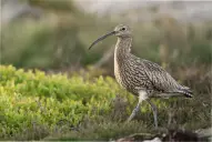 Especies extintas en 2026: las seis pérdidas más alarmantes del último año