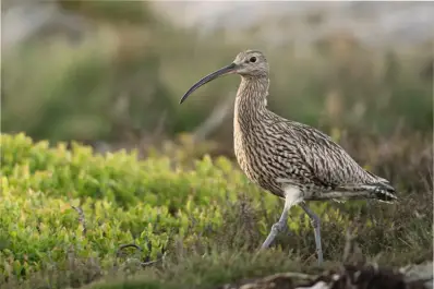 Especies extintas en 2026: las seis pérdidas más alarmantes del último año