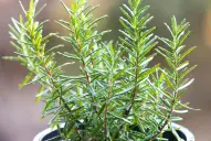 El gran uso que se le puede dar al romero y que pocos conocen