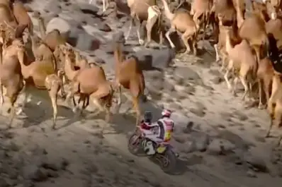 Llamativo: por qué los camellos fueron aliados clave del título de Luciano Benavides en el Dakar