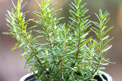 El gran uso que se le puede dar al romero y que pocos conocen