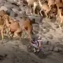 Llamativo: por qué los camellos fueron aliados clave del título de Luciano Benavides en el Dakar