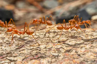 Cómo ahuyentar a las hormigas fácilmente usando solo productos naturales y económicos