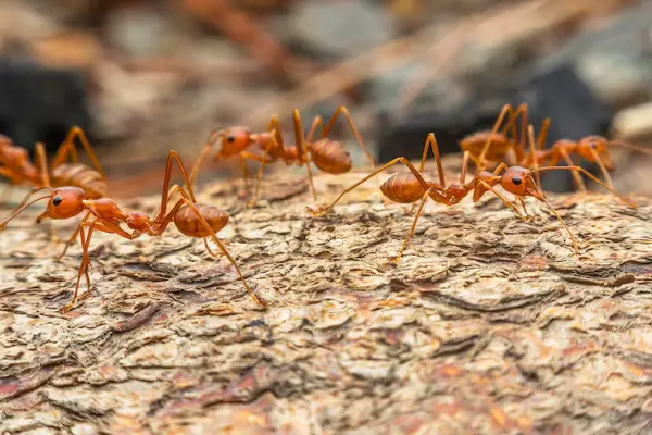 Cómo ahuyentar a las hormigas fácilmente usando solo productos naturales y económicos