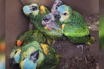 Rescataron 13 loros habladores que eran transportados de manera ilegal en Jujuy