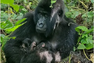 La mejor noticia del mundo animal: nacieron gemelos gorilas, una especie en peligro de extinción