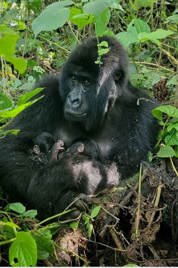 La mejor noticia del mundo animal: nacieron gemelos gorilas, una especie en peligro de extinción
