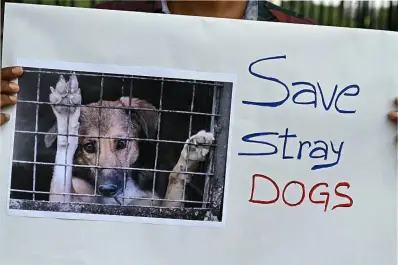 Matanza masiva de perros en la India: investigan el caso que genera indignación