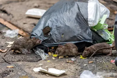 “Ventilar y desmalezar”: las claves en la limpieza para prevenir hantavirus