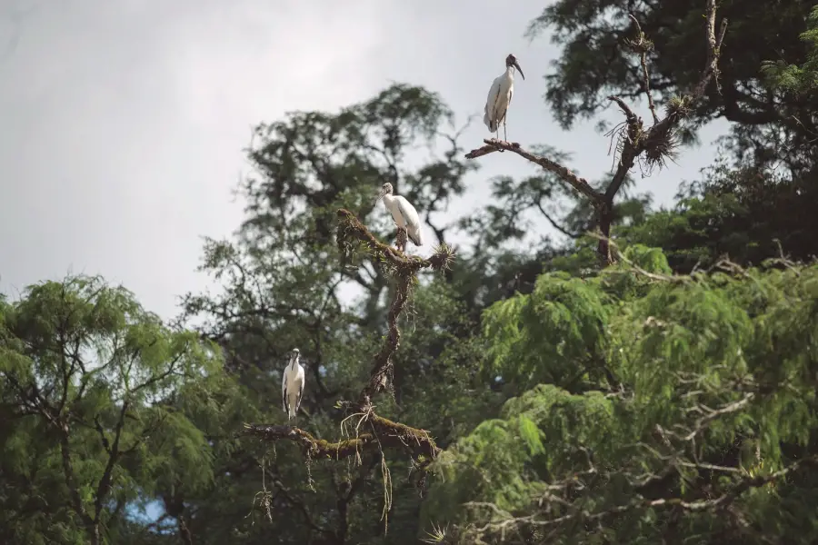 LA COMPAÑÍA. Las aves dominan la zona por donde pasa el grupo. 