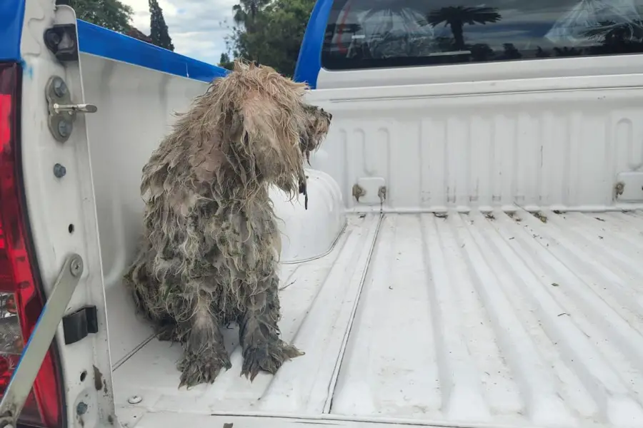 En imágenes: salvan a un perrito que cayó a un canal en el Lago San Miguel