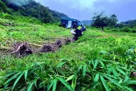 El boom de las flores: el gramo de marihuana premium ya cuesta más que la cocaína en los barrios