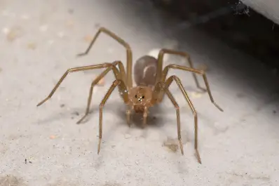 Esta popular araña es más venenosa que una cobra y más tóxica que el ácido: cómo eliminarla de casa